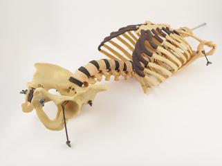 Spine, ribcage, and pelvis of plastic human skeleton