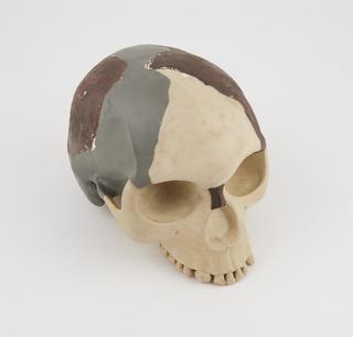 Cast of skull of Piltdown man