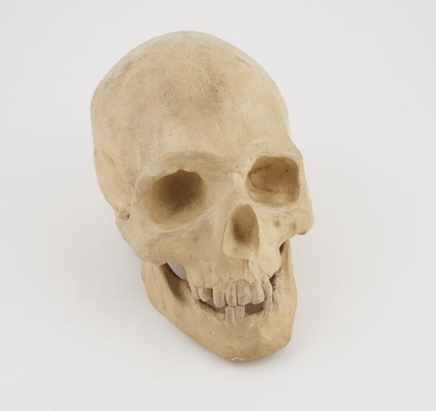 Plaster copy of the skull of Johann Sebastian Bach (1685-1750)