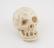 Marble skull