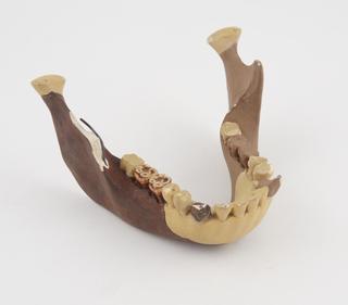 Cast of skull of Piltdown man