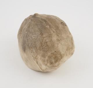 Plaster cast of human brain