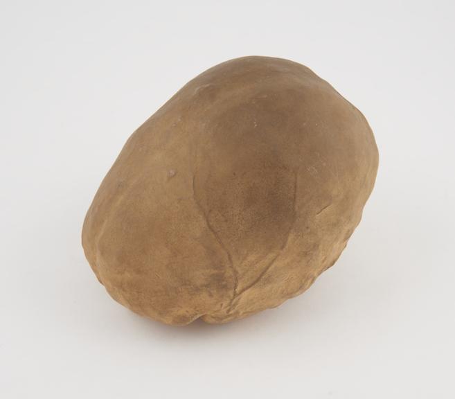 Plaster cast of a human brain, English(?), 1850-1920