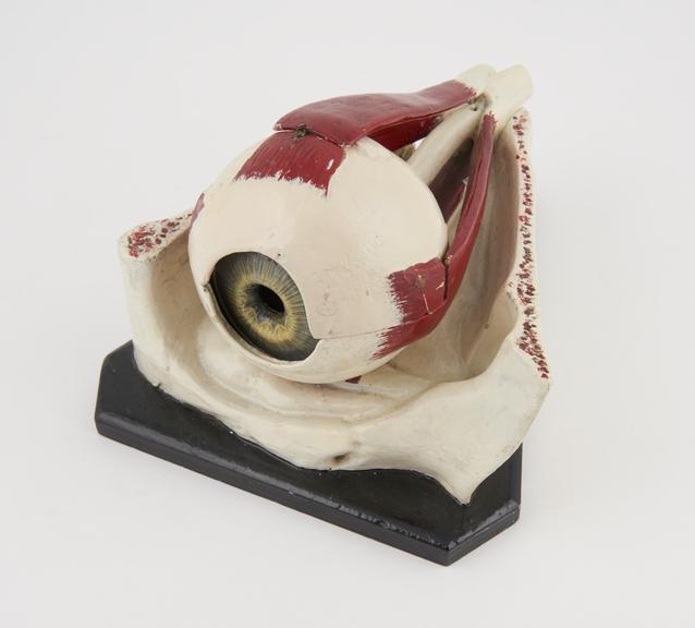 Model of eye and orbit in painted wood, papier mache and glass