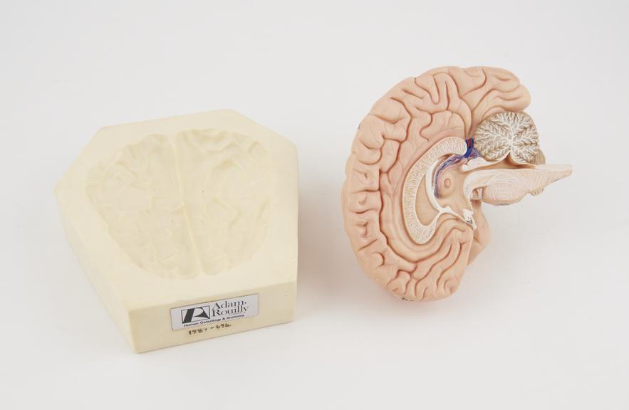 Model of half a brain