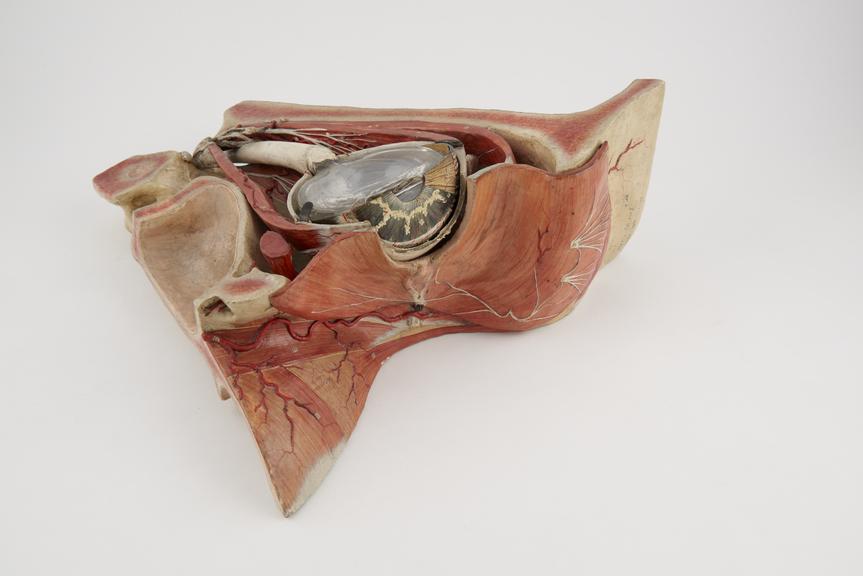 Plaster model of a sectioned eye, French, 1870