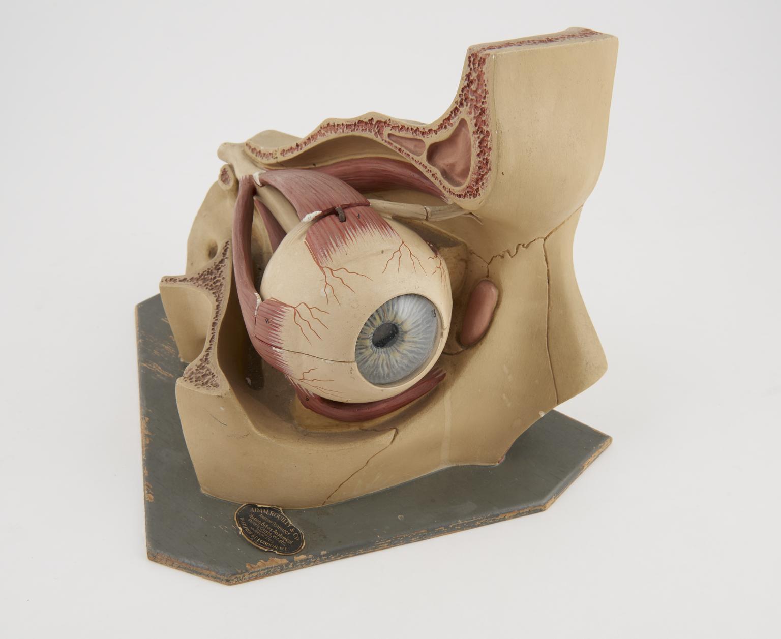 Teaching model of the eye | Science Museum Group Collection