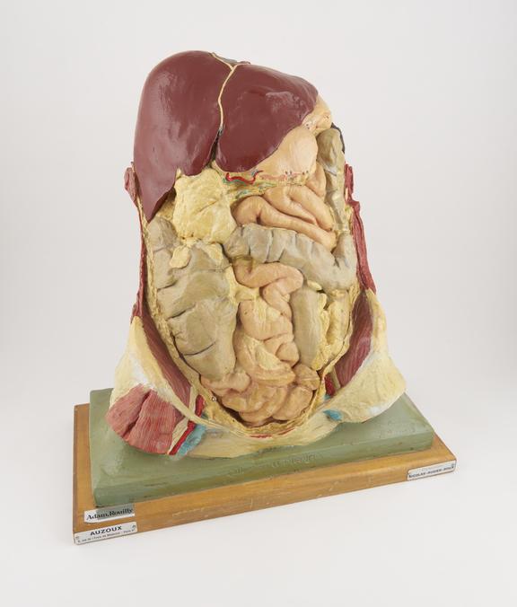 Anatomical model of human abdomen, showing internal organs