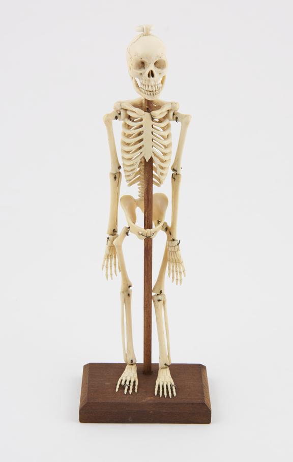 Ivory model of a skeleton, articulated, on wooden stand