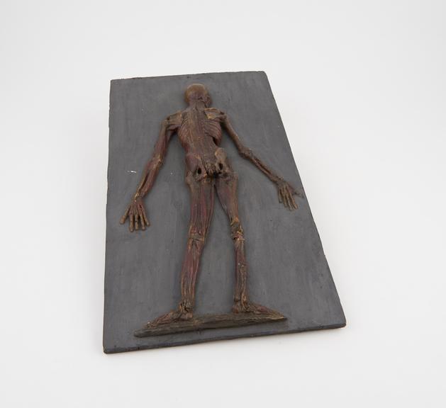 Wax model, fixed for wooden panel