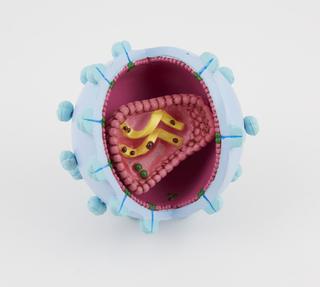 Model showing the structure of the HIV virus