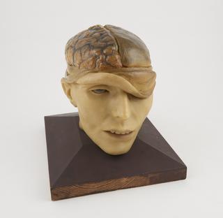 Wax anatomical model of human head