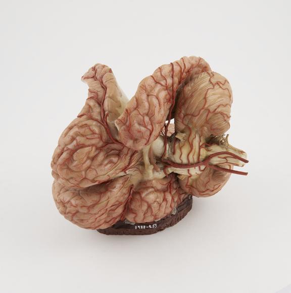 Sectioned wax anatomical model of human brain, unsigned