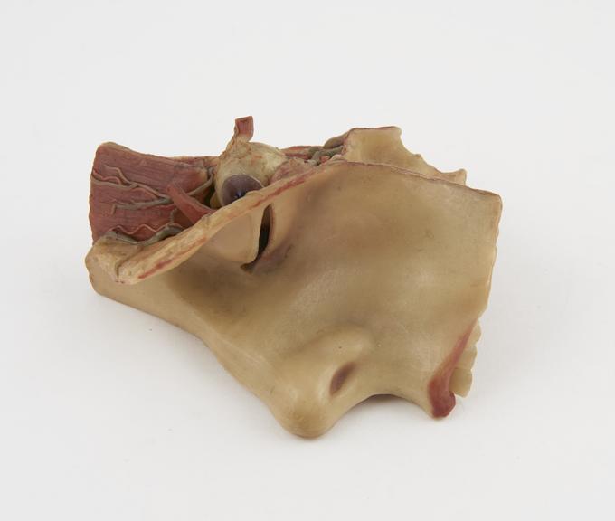 Wax anatomical model of human skull