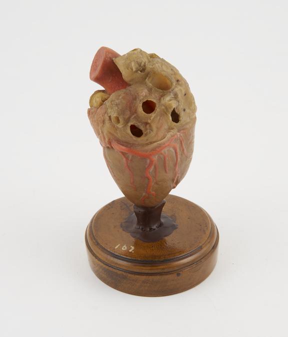 Wax model of a human heart, owned by Sir Thomas Lewis