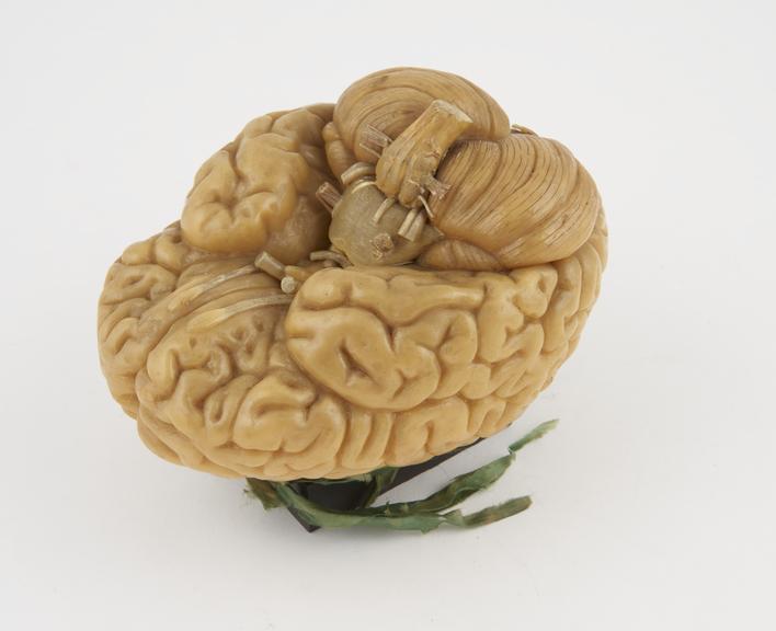 Model of a human brain, first half 19th century