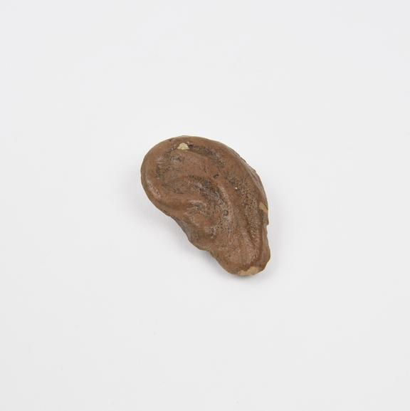 Votive left ear, terracotta, probably Roman, 200 BC to 200 AD