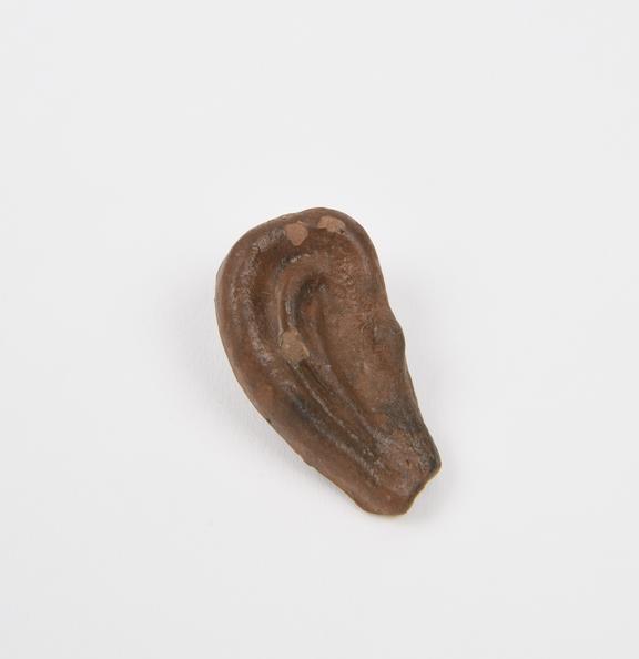 Votive right ear, terracotta, probably Roman,  200 BC to 200 AD