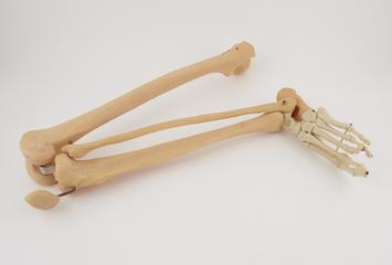 leg and foot of plastic human skeleton