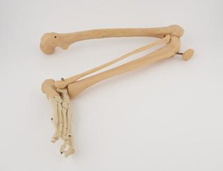 leg and foot of plastic human skeleton
