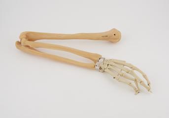 Arm and hand of plastic human skeleton