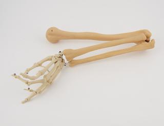 Arm and hand of plastic human skeleton