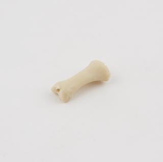 Unknown bone from plastic human skeleton