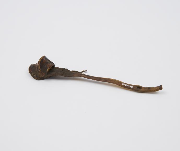 Spoon(?) made from foetal(?) hoof