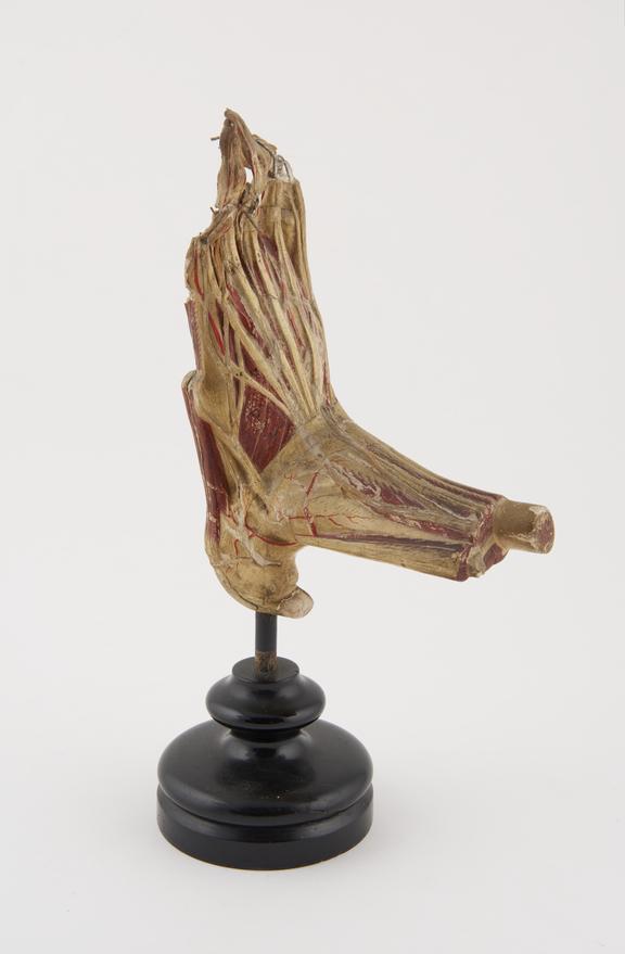 Papier Mache anatomical model of foot, on stand