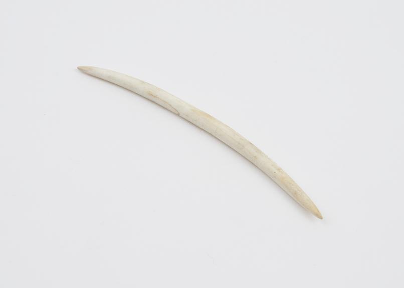 Nose pin, carved from shell, with curved tapering ends