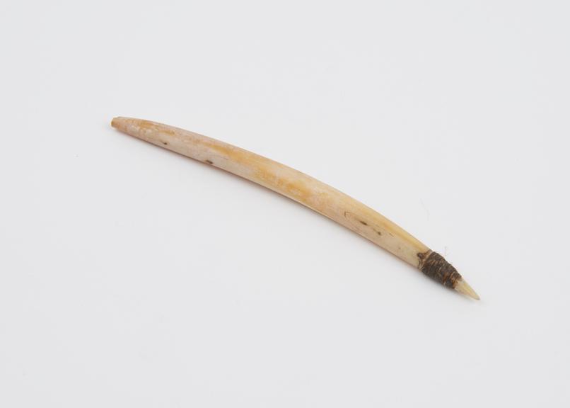 Curved shell nose pin, one end band with fibre thread