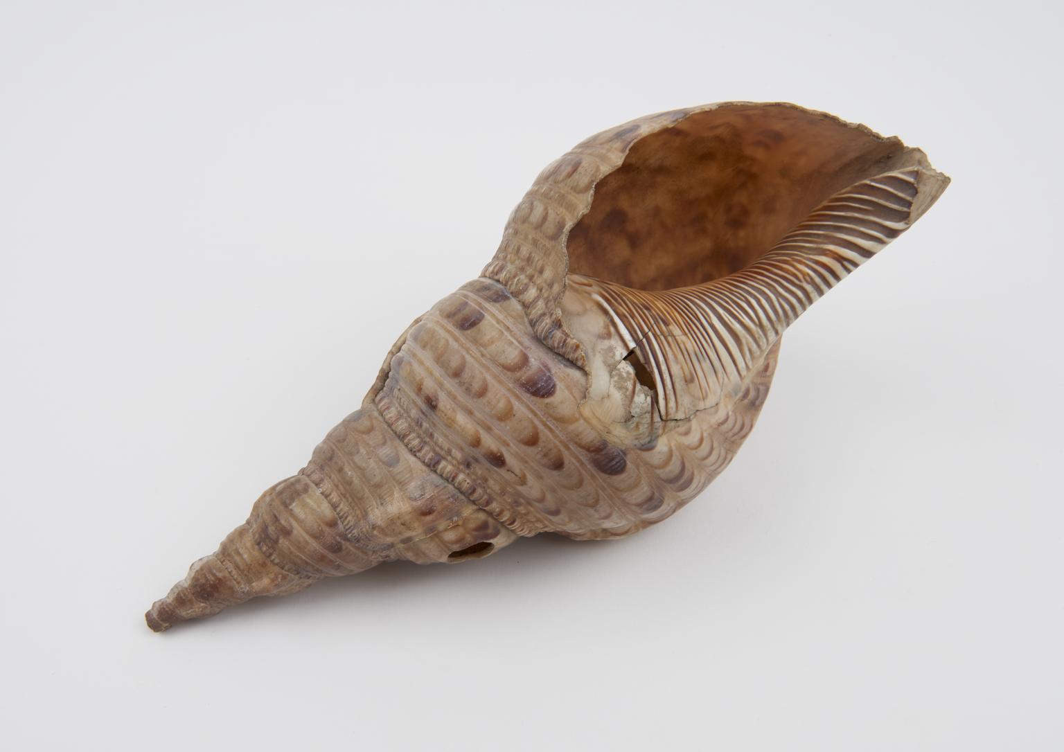 Making Shell Trumpets Conch-shell trumpet | Science Museum Group Collection