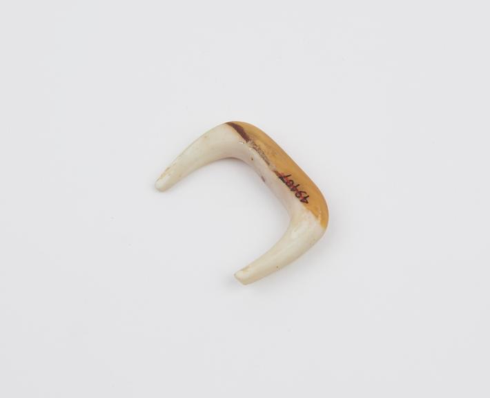 U-shaped nose pin, made of carved shell or stone