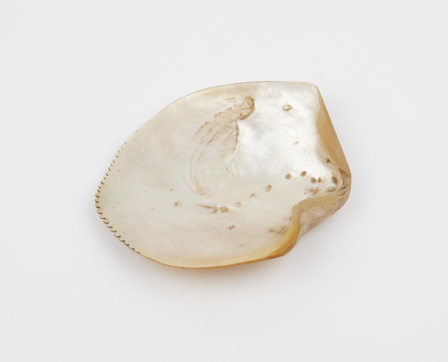 Single pearl shell with serrated tip used for scarification | Science ...
