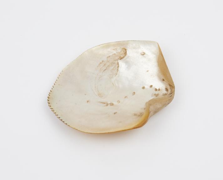 Single pearl shell with serrated tip used for scarification