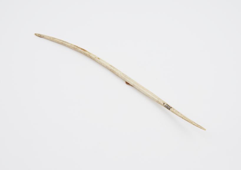 Bone nose pin from Fly River, British New Guinea, 1870-1910