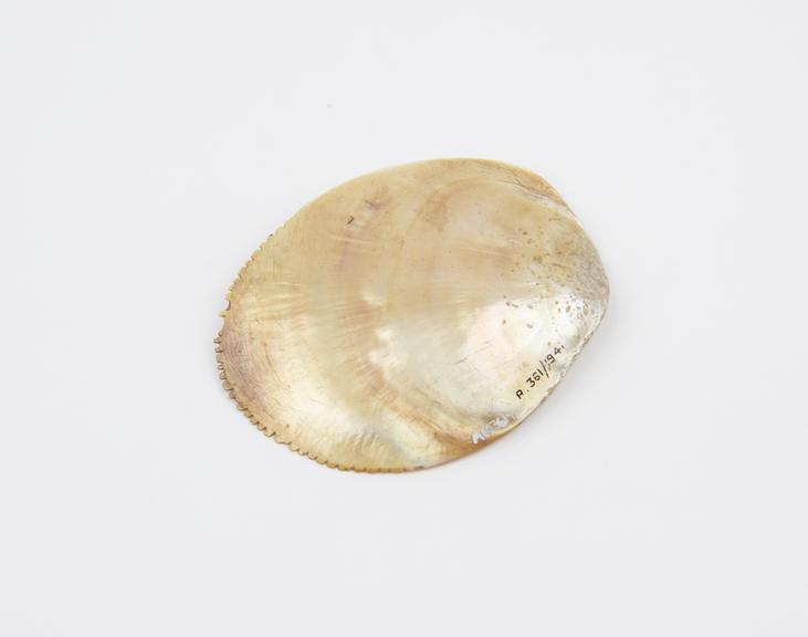 Pearl shell, with serrated edge, possibly from New Guinea