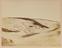 Approximately 100 photographs of the Arctic Expedition of 1875-6 under Capt. Nares