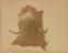 Approximately 100 photographs of the Arctic Expedition of 1875-6 under Capt. Nares