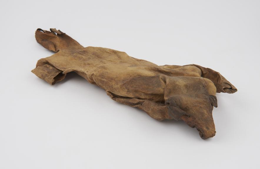 Medicine man's bag, jackal skin, with head and remains of skin