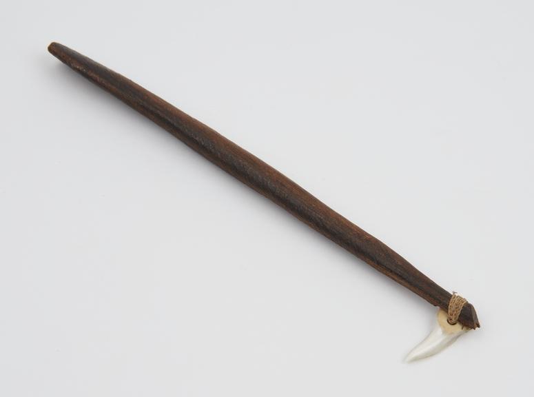 Lancet consisting of wooden handle with shark's tooth attached