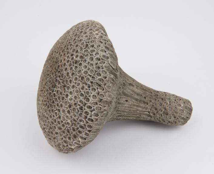 Poi pounder, coral, from Tonga, 1801-1910