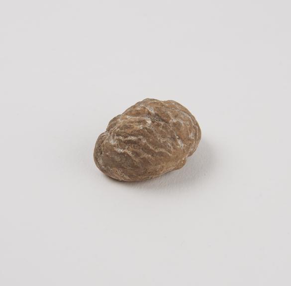 Votive chestnut, terracutta, Roman, 200BC-200AD