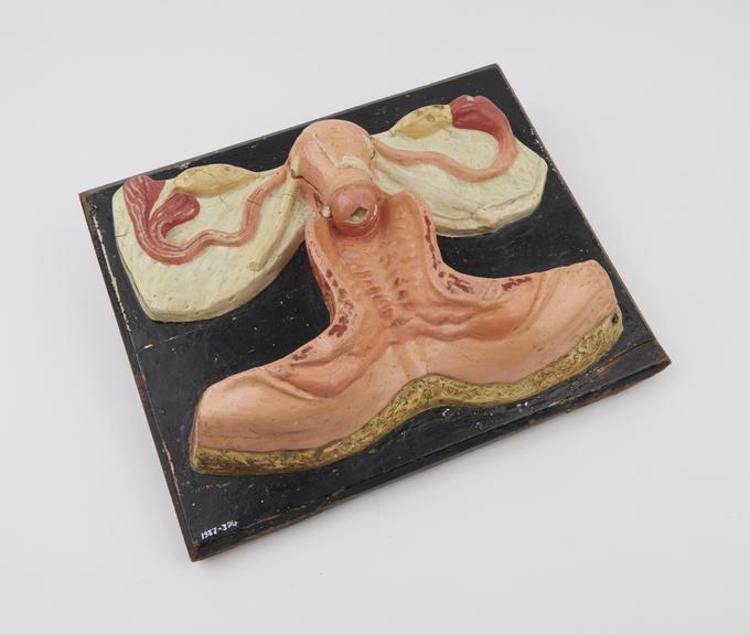 Painted wooden anatomical model on plaque