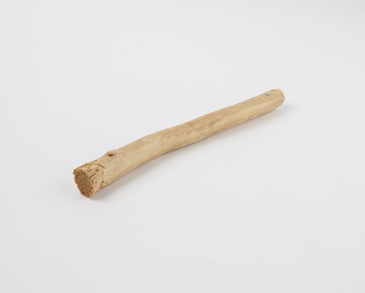 Twig toothbrush made from a branch of the Mustard or Toothbrush