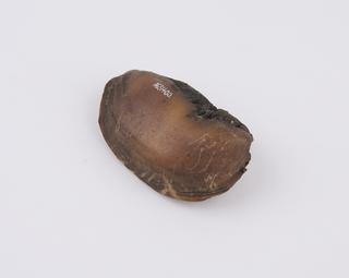 Hoof, from unknown animal