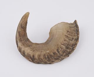Horn, curved through 210 degrees, from antelope or sheep