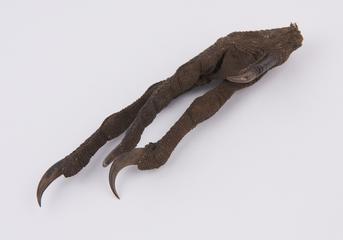 Claws,bird's foot, four claws, four toes