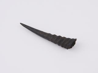 One straight Antelope horn