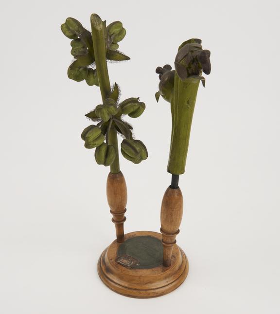 Model of Quercus robur (Common Oak)